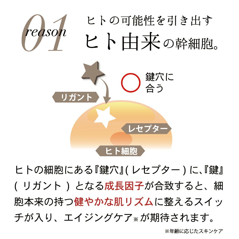 ヒト由来の幹細胞