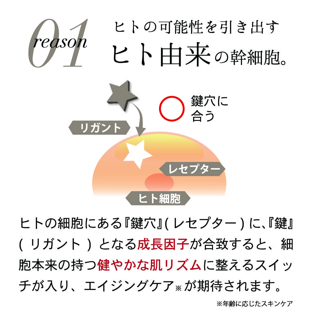 ヒト由来の幹細胞